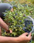 Northern Blueberry Soap