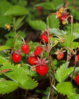 Strawberry Face Scrub