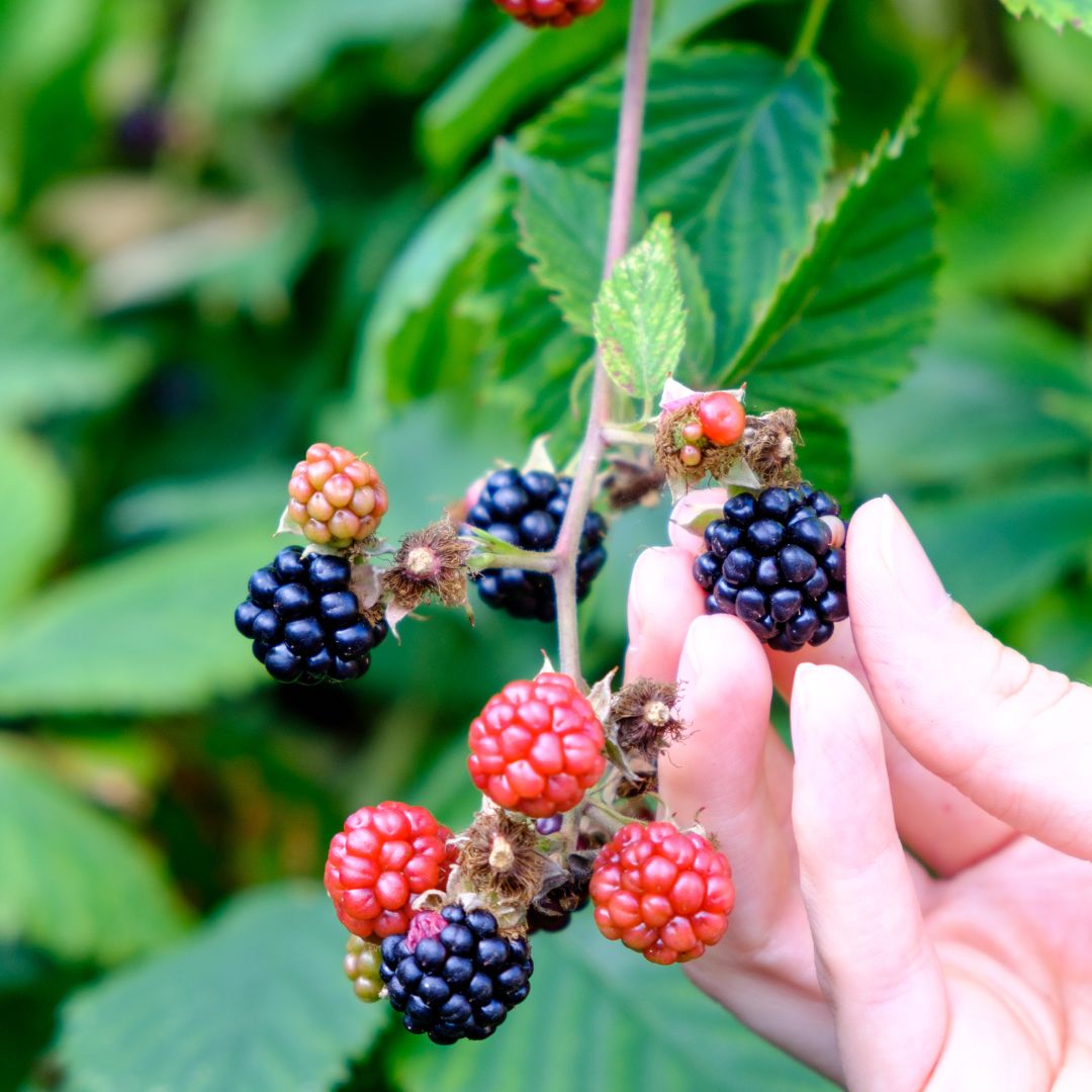 Wild Berries Lip Balm